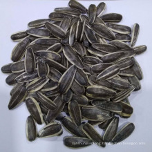 5009 type sunflower seeds